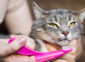 Jak čistit kočce zuby:Průvodce pro zdravé kočičí dásně krok za krokem 