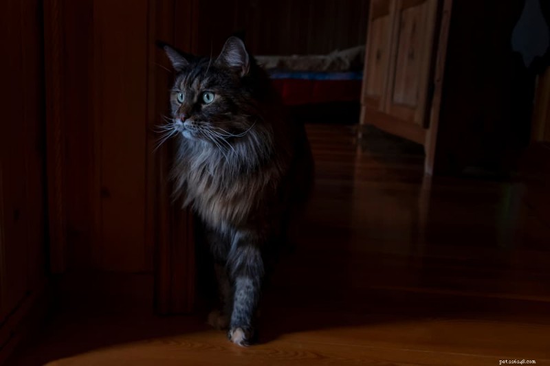 Compreendendo a demência em gatos:sintomas, causas e estratégias de cuidado 