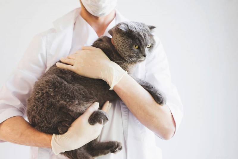 Compreendendo a demência em gatos:sintomas, causas e estratégias de cuidado 