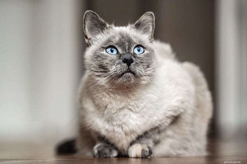 Compreendendo a demência em gatos:sintomas, causas e estratégias de cuidado 