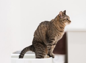 Co znamená hovínko černé kočky:Příčiny, příznaky a kdy vyhledat veterinární péči 