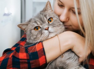 8 jasných příznaků, že vaše kočka trpí bolestmi – jak je rozpoznat a reagovat 
