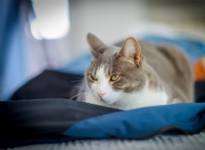 10 odborných způsobů, jak zmírnit bolest vaší kočky 