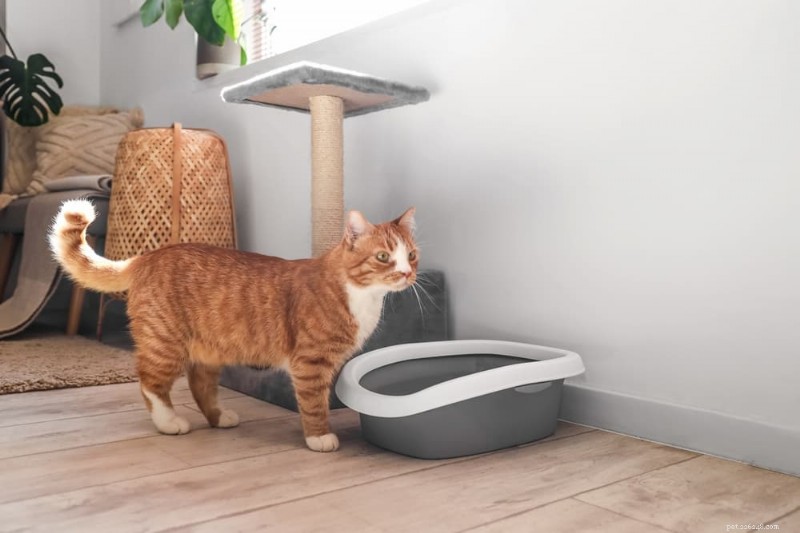 Compreendendo o cocô de gato verde:causas, sintomas e como responder 