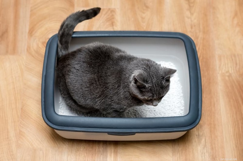 Guia de fezes de gato:como a cor, a consistência e a saúde do sinal de frequência 