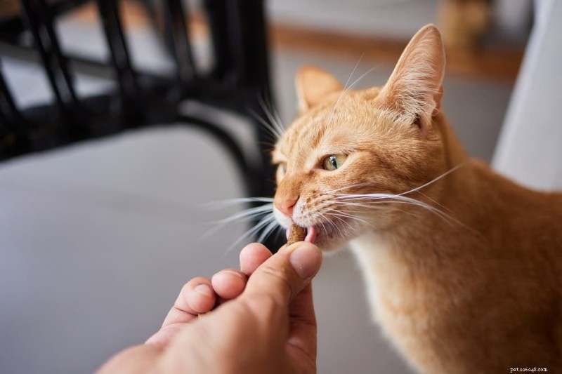 Guia de fezes de gato:como a cor, a consistência e a saúde do sinal de frequência 