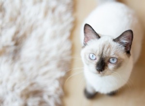 Jaká je normální srdeční frekvence pro kočky? – Známky, rozsahy a kdy vyhledat veterinární péči 