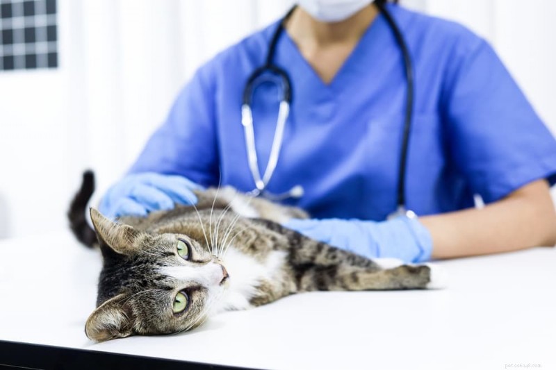O que é uma frequência cardíaca normal para gatos? – Sinais, intervalos e quando procurar atendimento veterinário 