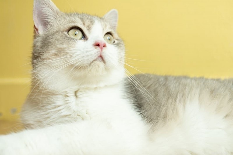 O que é uma frequência cardíaca normal para gatos? – Sinais, intervalos e quando procurar atendimento veterinário 
