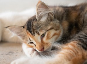 6 příznaků infekce močových cest u koček, které vyžadují okamžitou veterinární péči 