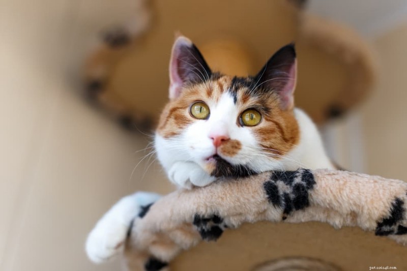 Come i gatti percepiscono il colore:quali sfumature sono visibili agli occhi felini 
