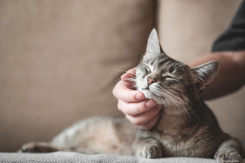 Come i gatti percepiscono il colore:quali sfumature sono visibili agli occhi felini 