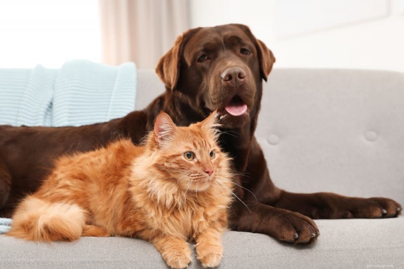 Come i gatti percepiscono il colore:quali sfumature sono visibili agli occhi felini 