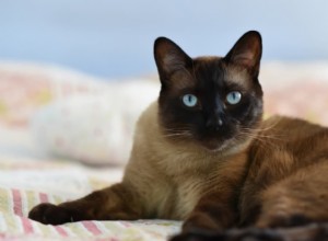 Понимание липомы у кошек:причины, симптомы, диагностика и лечение 