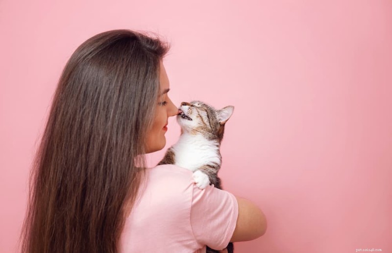 猫の歯の病気の認識と治療：6つの重要な兆候と効果的なケア 