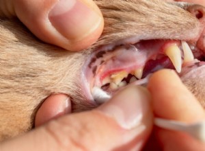 猫の歯のクリーニング完全ガイド：手順、費用、お手入れのヒント 
