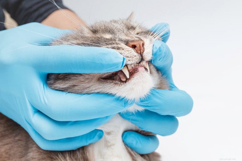 猫の歯のクリーニング完全ガイド：手順、費用、お手入れのヒント 
