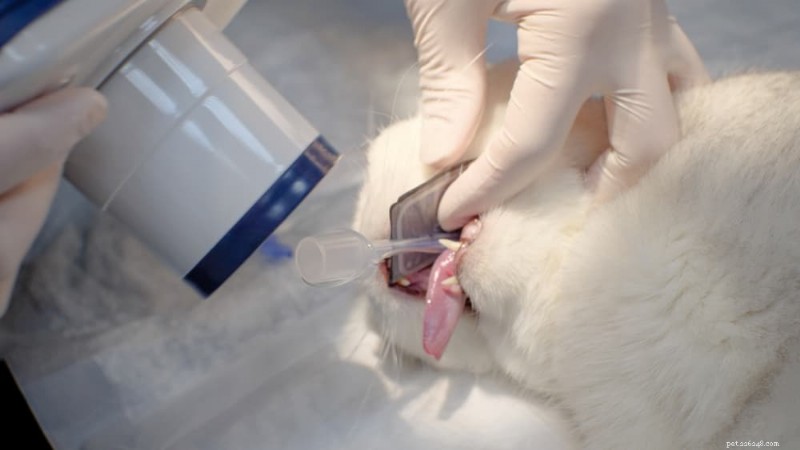 猫の歯のクリーニング完全ガイド：手順、費用、お手入れのヒント 
