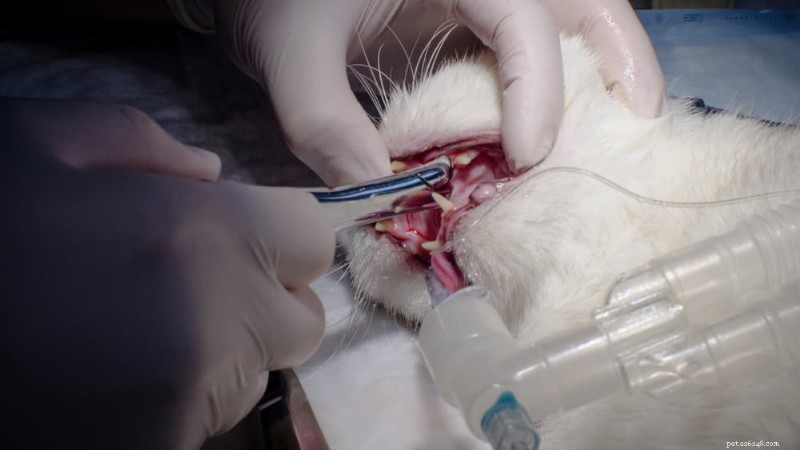 猫の歯のクリーニング完全ガイド：手順、費用、お手入れのヒント 
