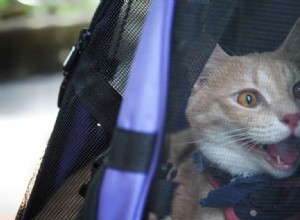 Těžké dýchání u koček:5 běžných příčin a kdy vyhledat veterinární péči 