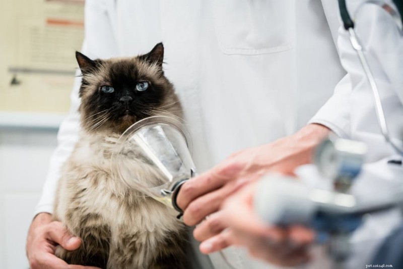 猫の呼吸が荒くなる：5つの一般的な原因と獣医師の診察を受ける時期 