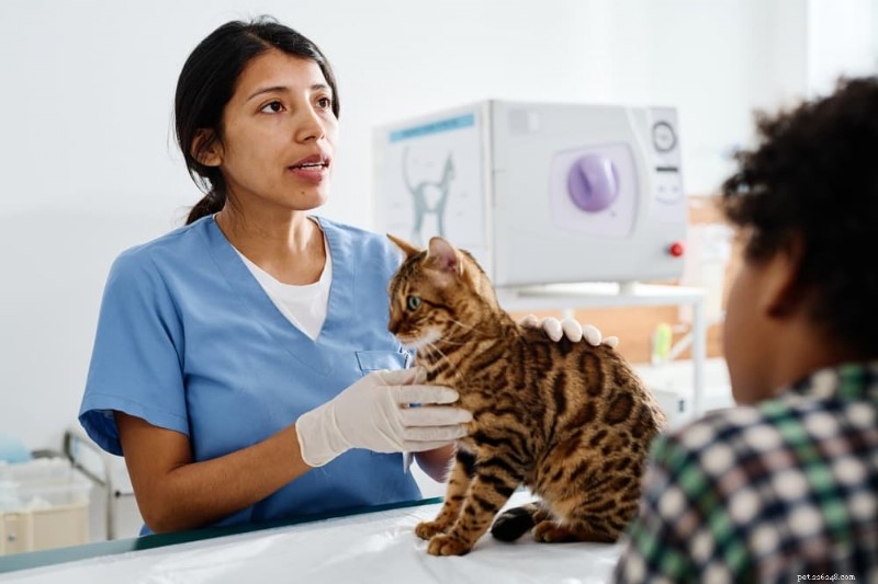 Quelles sont les causes des éternuements du chat ? Symptômes, causes et quand consulter un vétérinaire 
