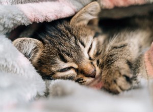 Co způsobuje kočičí kýchání? Příznaky, příčiny a kdy vyhledat veterinární péči 