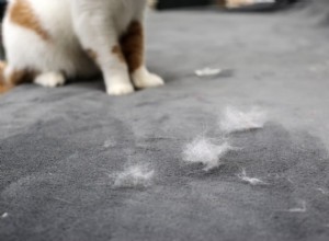 Proč moje kočka nadměrně líná? Příčiny, příznaky a tipy pro řízení 