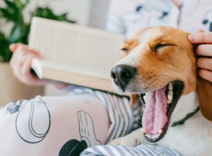 Vad får en hund att gapa:Insikter från vetenskap och beteende 