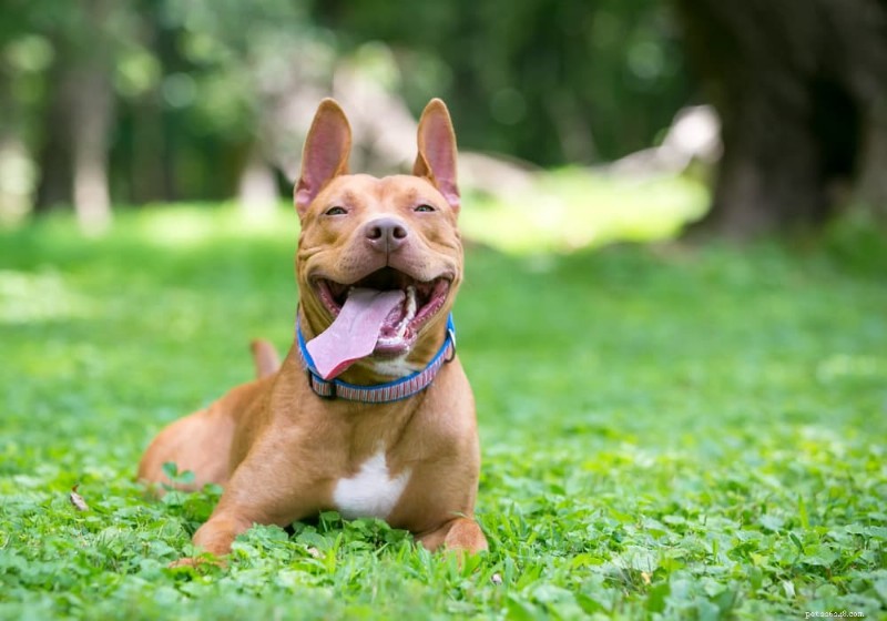 Cosa spinge i cani a leccare l aria:segnali, cause e quando consultare un veterinario 