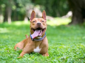 犬が空気をなめる原因 — 兆候、原因、獣医師の診察を受ける時期 