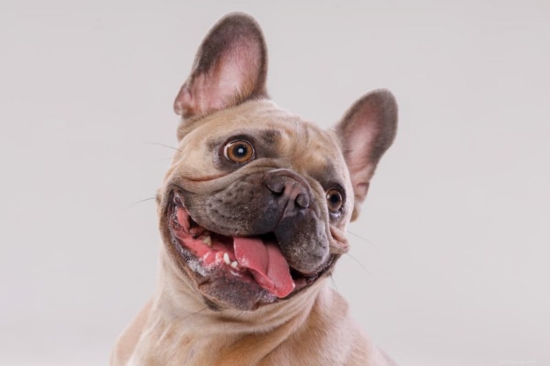 Cosa spinge i cani a leccare l aria:segnali, cause e quando consultare un veterinario 