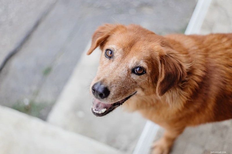 I cani sorridono? Decodificare il sorriso espressivo del tuo cane 