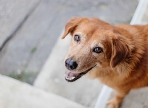 Leer hundar? Avkoda din hunds uttrycksfulla flin 