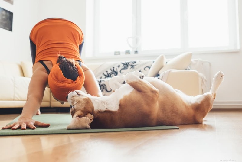 Comment les chiens montrent de l affection :9 signes clairs qu ils vous aiment 