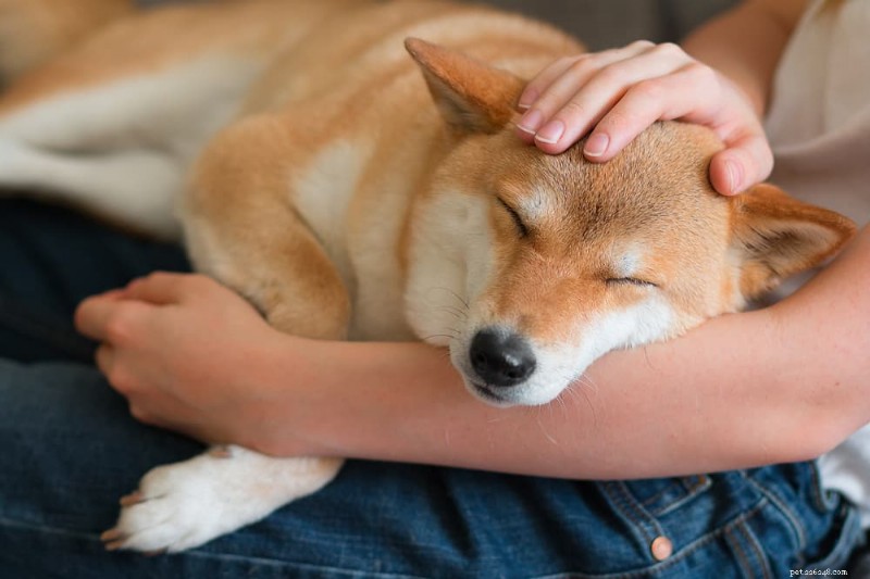 Comment les chiens montrent de l affection :9 signes clairs qu ils vous aiment 
