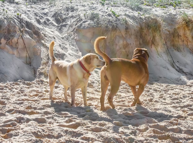 Waarom ruiken honden aan elkaars konten? De wetenschap achter een gemeenschappelijke sociale gewoonte 