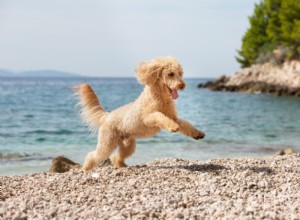Varför hoppar inte min hund längre? Expertens orsaker och lösningar 