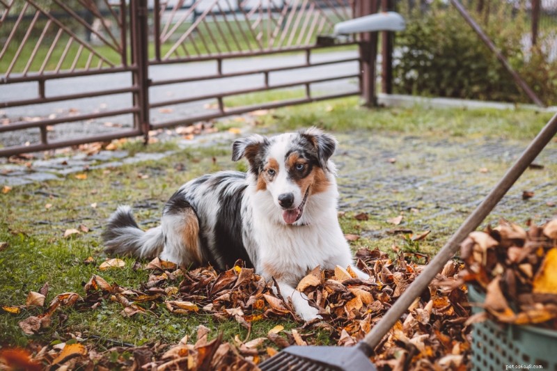 Por que meu cachorro não pula mais? Causas e soluções especializadas 