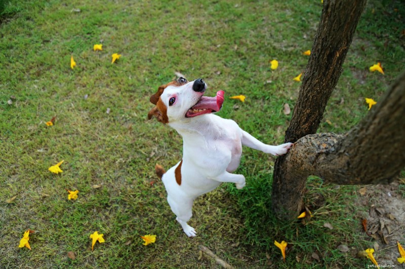 Por que meu cachorro não pula mais? Causas e soluções especializadas 