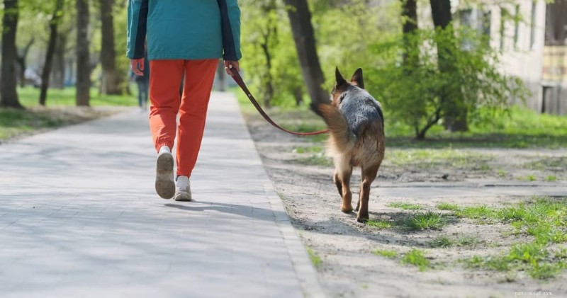 Begrijpen waarom uw hond langzaam loopt:5 belangrijke oorzaken en praktische oplossingen 