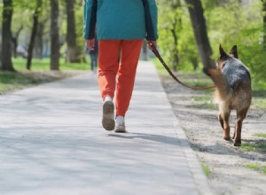 Förstå varför din hund går långsamt:5 viktiga orsaker och praktiska lösningar 