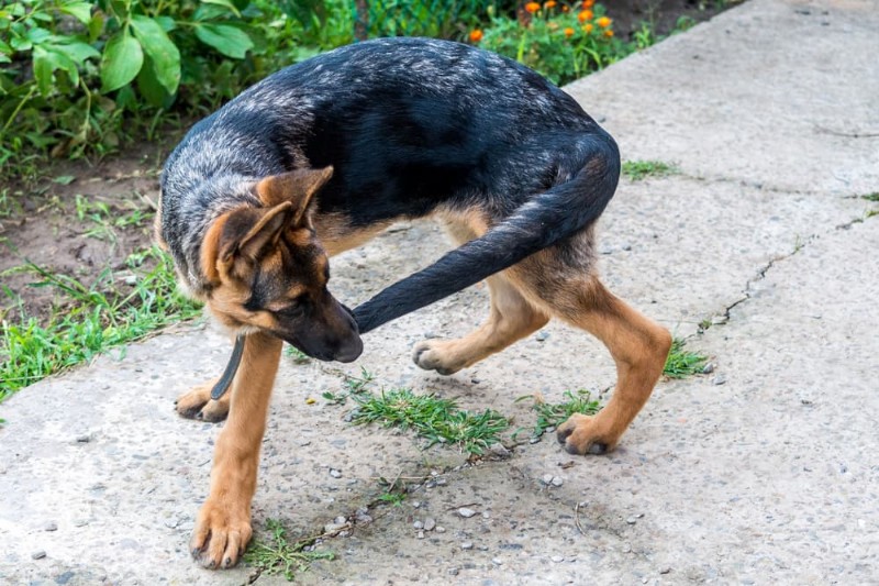 Waarom achtervolgen honden hun staarten? Een veterinaire gids voor spelen, stress en gezondheid 