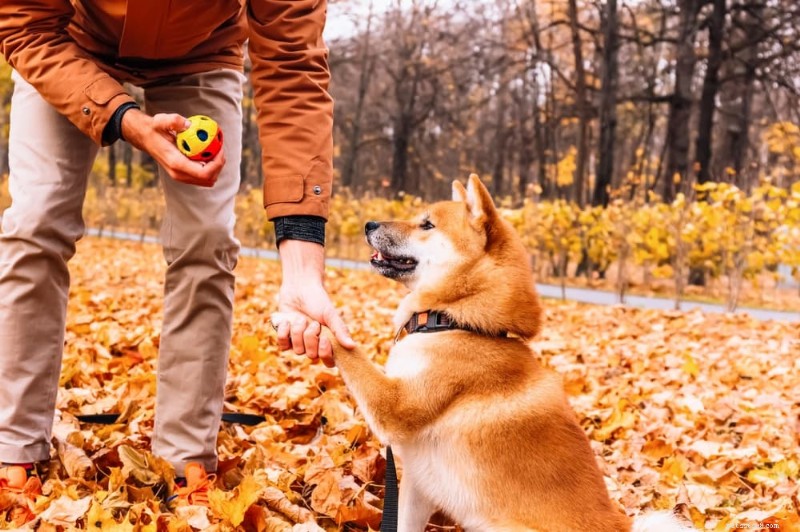 Waarom achtervolgen honden hun staarten? Een veterinaire gids voor spelen, stress en gezondheid 