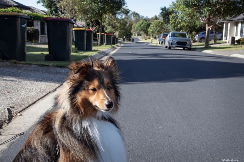 Waarom achtervolgen honden hun staarten? Een veterinaire gids voor spelen, stress en gezondheid 