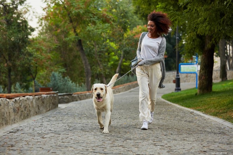 Waarom vrouwelijke honden opstijgen:oorzaken, tekenen en oplossingen 
