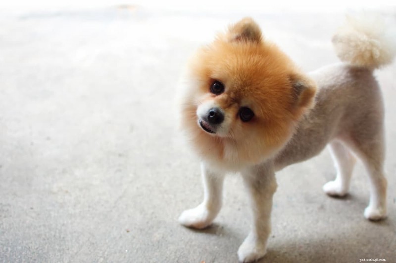 Pourquoi les chiens penchent la tête :aperçus de la curiosité, de l apprentissage et de la santé 