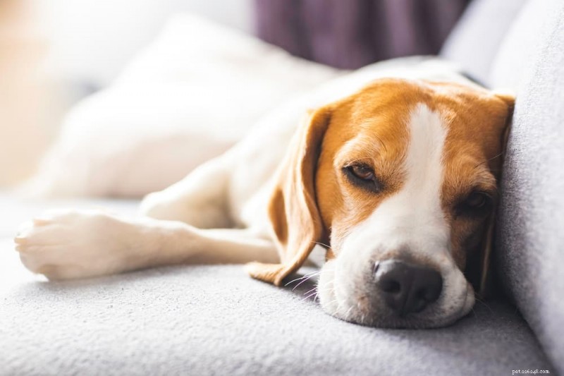 Por que os cães suspiram? Interpretando seu contentamento e sinais de saúde 