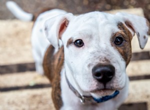 犬が土を食べる理由：原因、リスク、そしてその習慣を止める方法 
