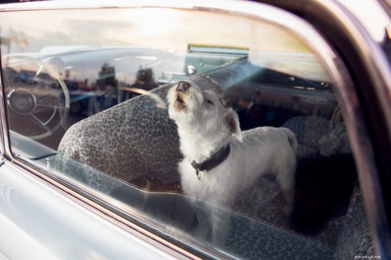 Anxiété du chien en voiture :conseils d experts pour des voyages en voiture sans stress 
